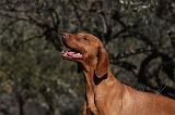 VIZSLA poil court 130